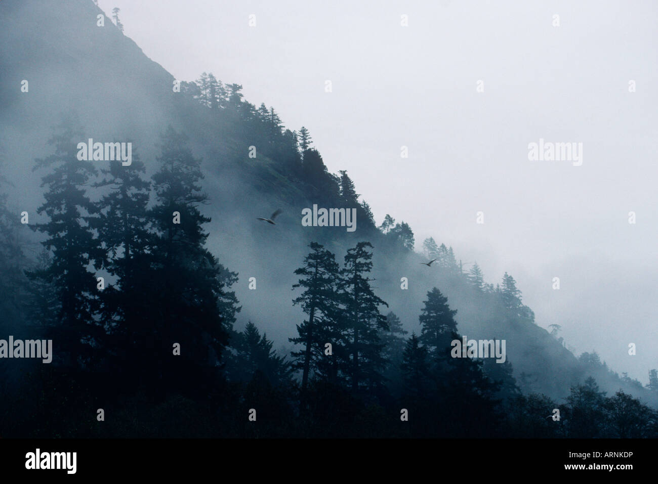 Geschichteten Hügeln im Nebel am Goldstream Provincial Park, Victoria, Vancouver Island, British Columbia, Kanada. Stockfoto