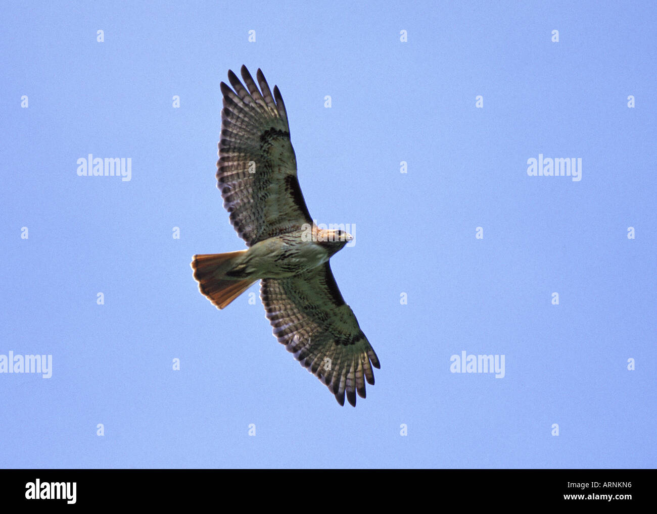 Red tailed Hawk im Flug Stockfoto
