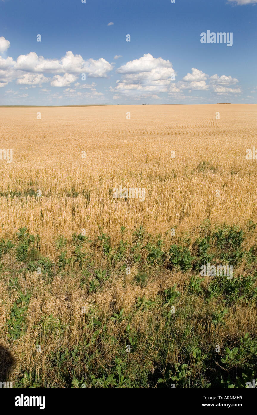 Ein Feld von Weizen und weiten blauen Himmel mit weißen geschwollenen Wolken in der Nähe von North Platte sind Symbole für den Bundesstaat Nebraska Stockfoto