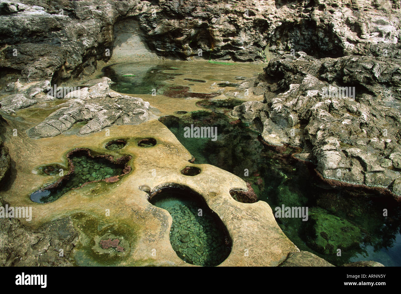 Botanical Beach, Gezeiten-Pools bei Ebbe, Vancouver Island, British Columbia, Kanada. Stockfoto