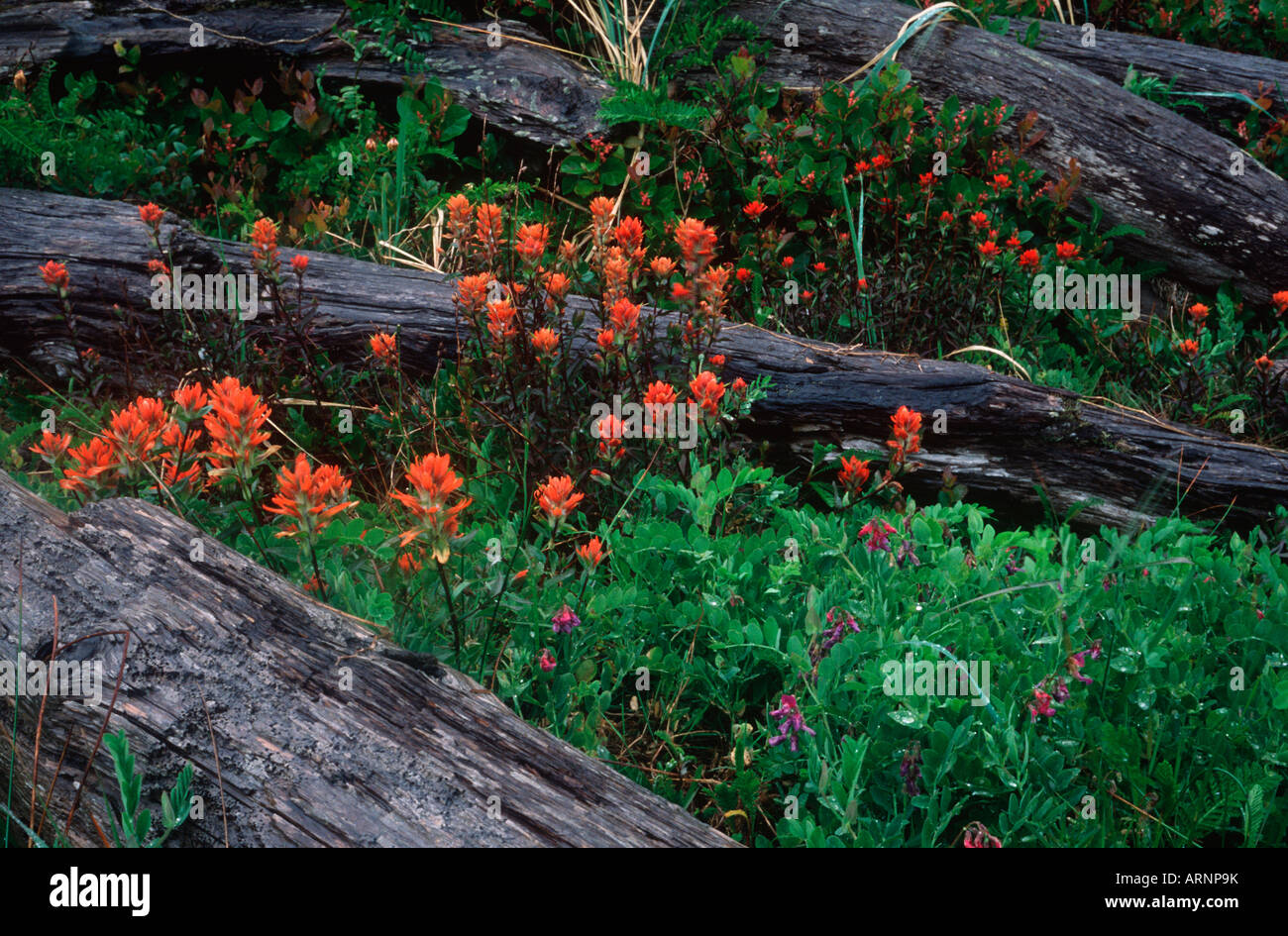 Wildblumen, westlichen Pinsel, British Columbia, Kanada. Stockfoto