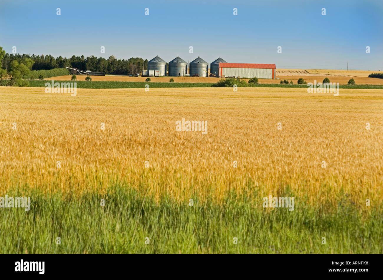 Weizen wächst im Feld im Nordwesten Nebraska Bauernhof im Hintergrund Stockfoto
