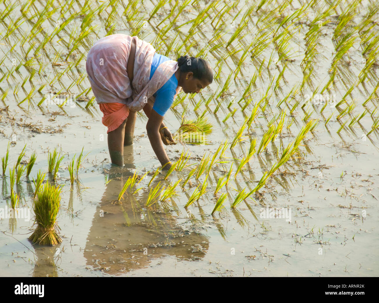 Eine Frau pflanzt Reis in einem Reisfeld in Tamil Nadu, Indien Stockfoto