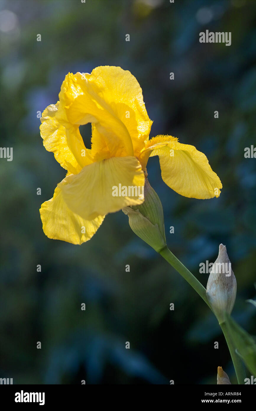 Bartiris Iridaceae Sonne Wunder Stockfoto
