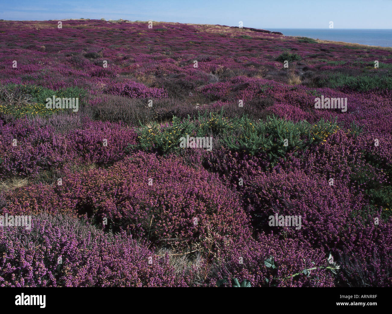 Küsten Heathland Westleton Heide Suffolk UK Stockfoto