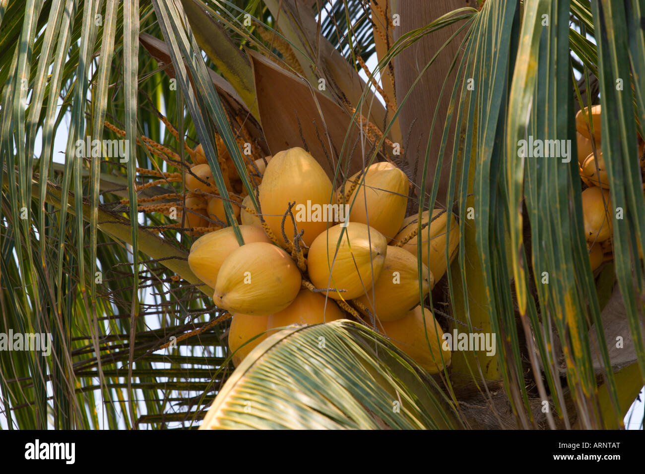 gelbe Kokosnüsse Stockfoto
