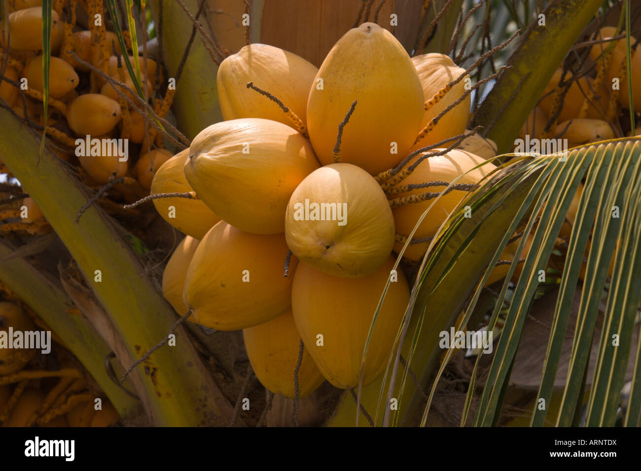 gelbe Kokosnüsse Stockfoto