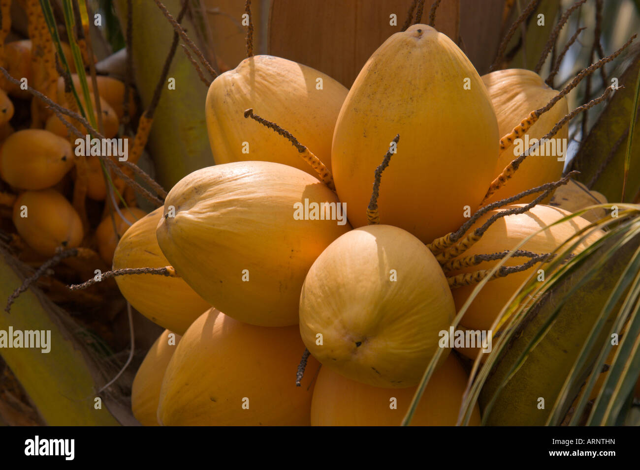 Kokosnüsse gelb Stockfoto