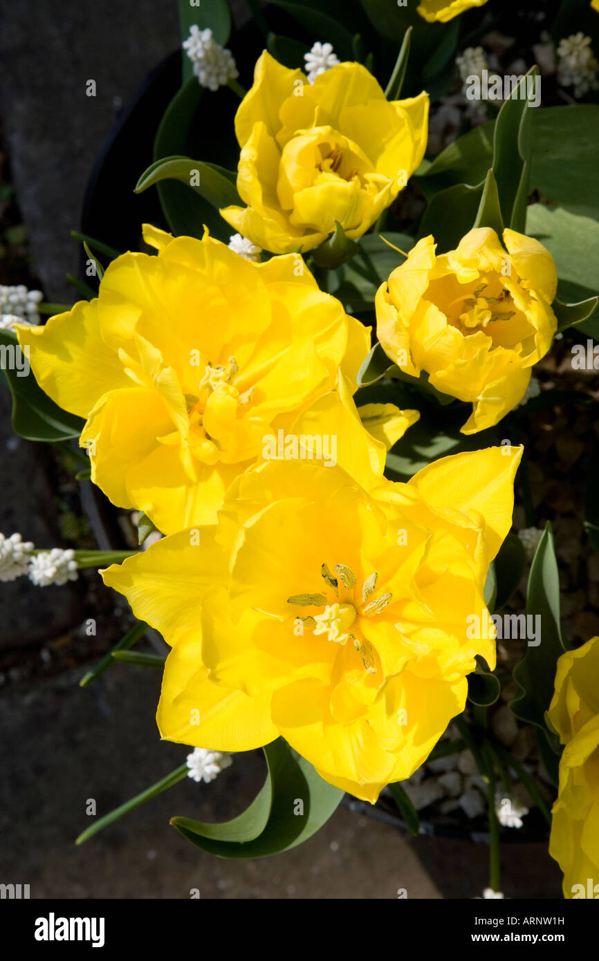 Gruppe von gelben Tulpen Stockfoto