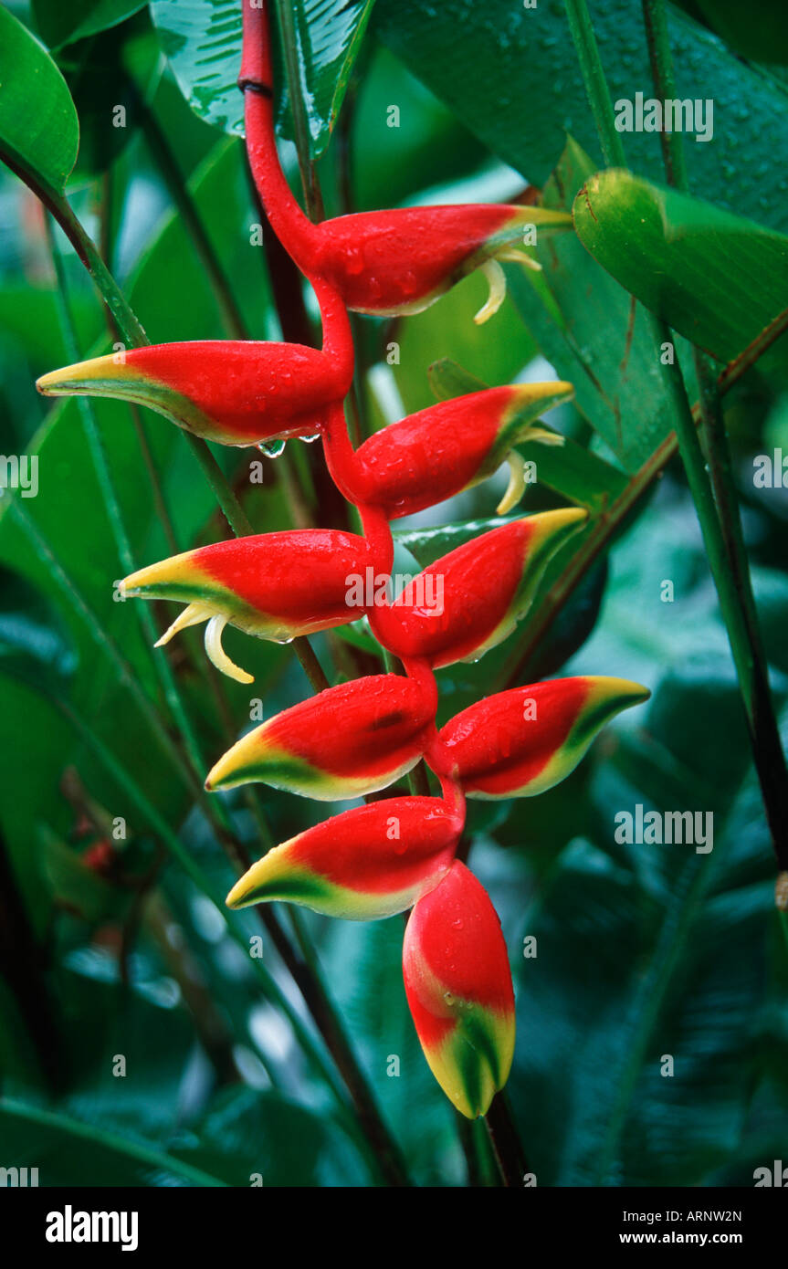 Costa Rica - Helconia Blume (Hekiconia Stricta) Stockfoto