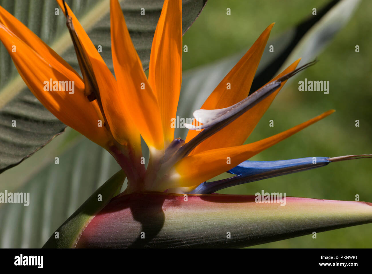 Paradiesvogel Blume Stockfoto