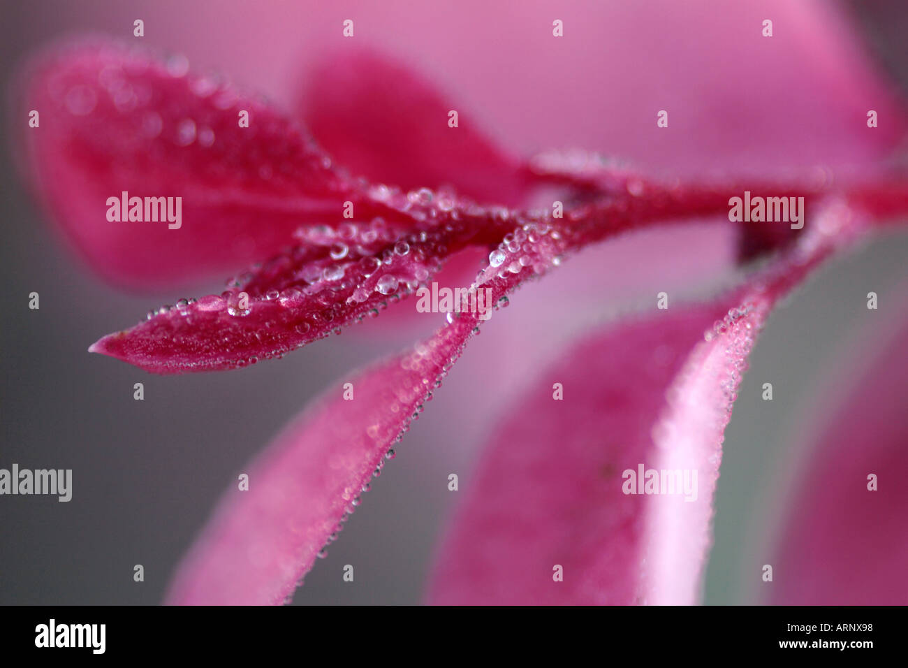 Nahaufnahme von roten Blätter von Breynia Disticha Roseo-Picta Eis Bush mit Wassertropfen Stockfoto