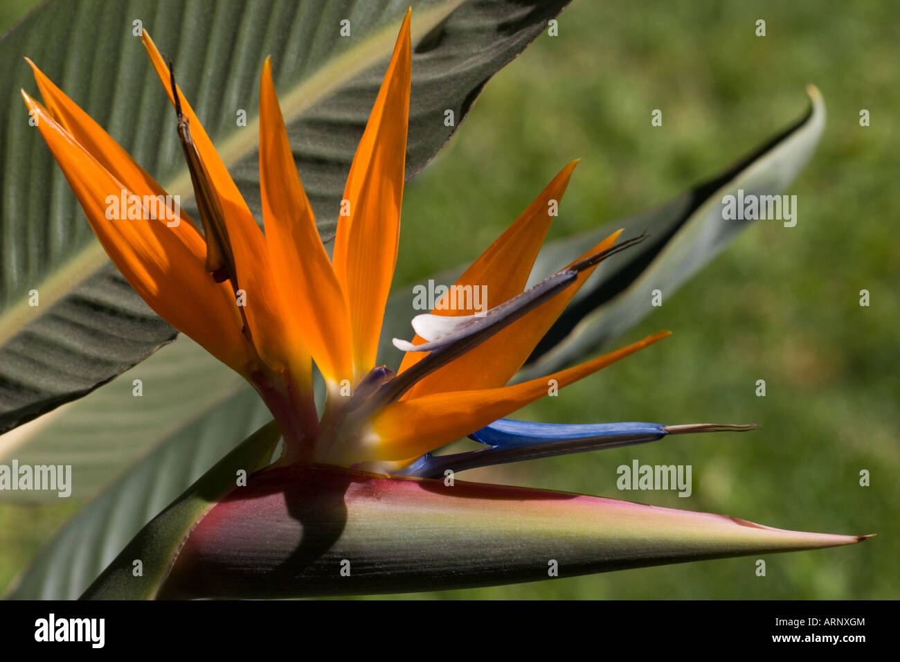 Paradiesvogel Blume Stockfoto