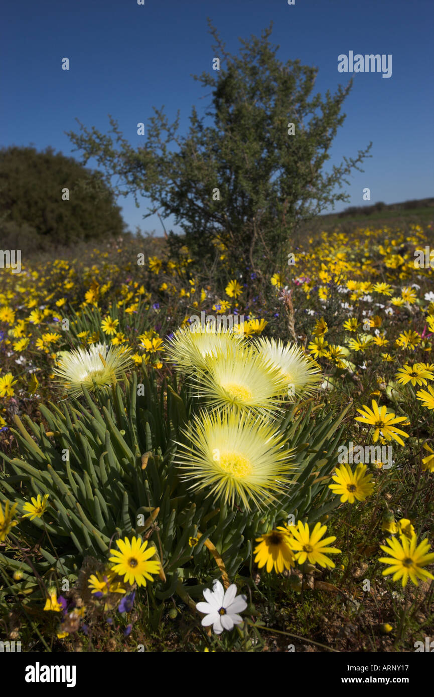 Gemischte Wildblumenwiese in Nieuwoudtville mit Schweinen Wurzel oder schmalen rotblättrige Ice-Werk in Südafrika Stockfoto