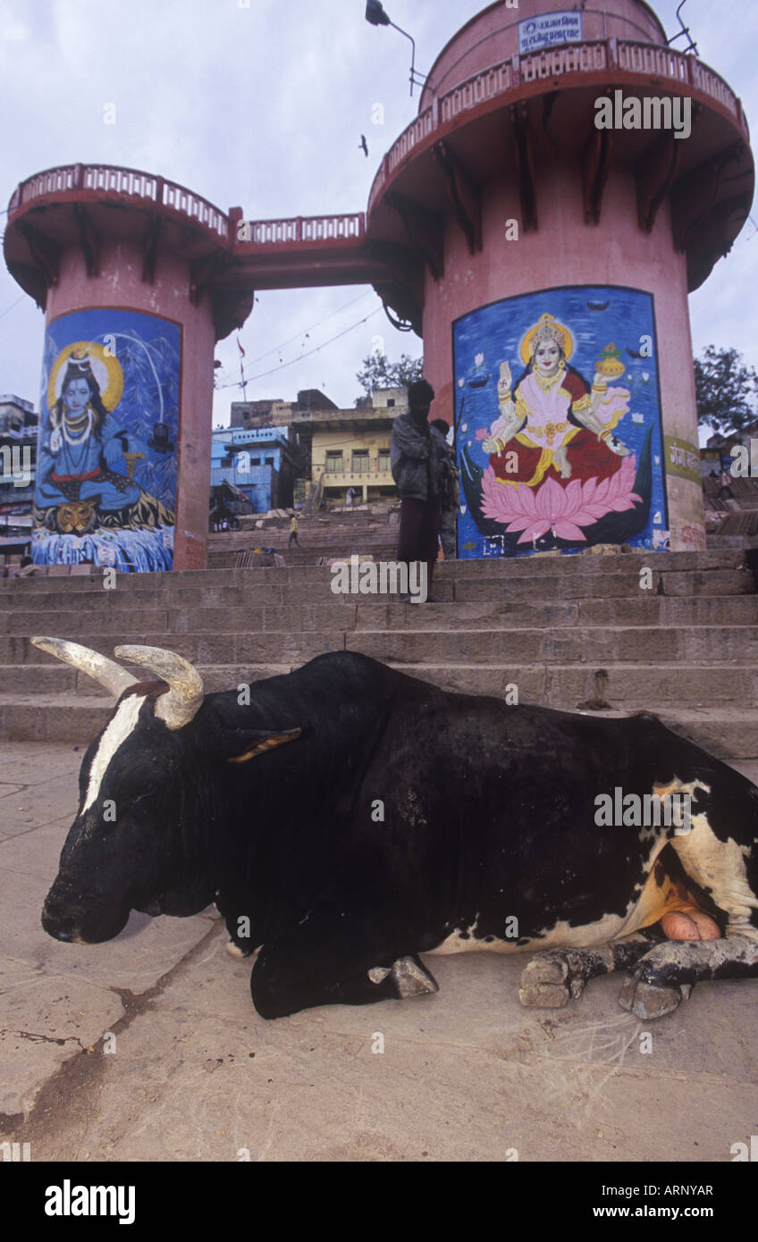 Indien, Varanasi, Dasaswamedh Ghat, Stier Ruhe mit hinduistischen Wandgemälde hinter Stockfoto