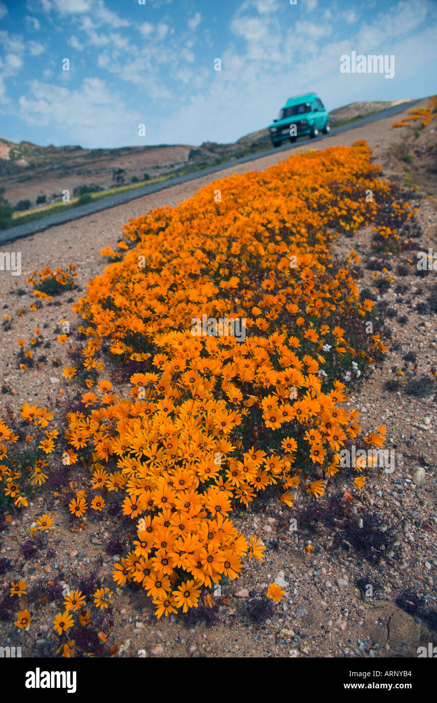 Durchfahrt durch Namaqualand Wildblumen, Frühling, Northern Cape, South Africa Stockfoto