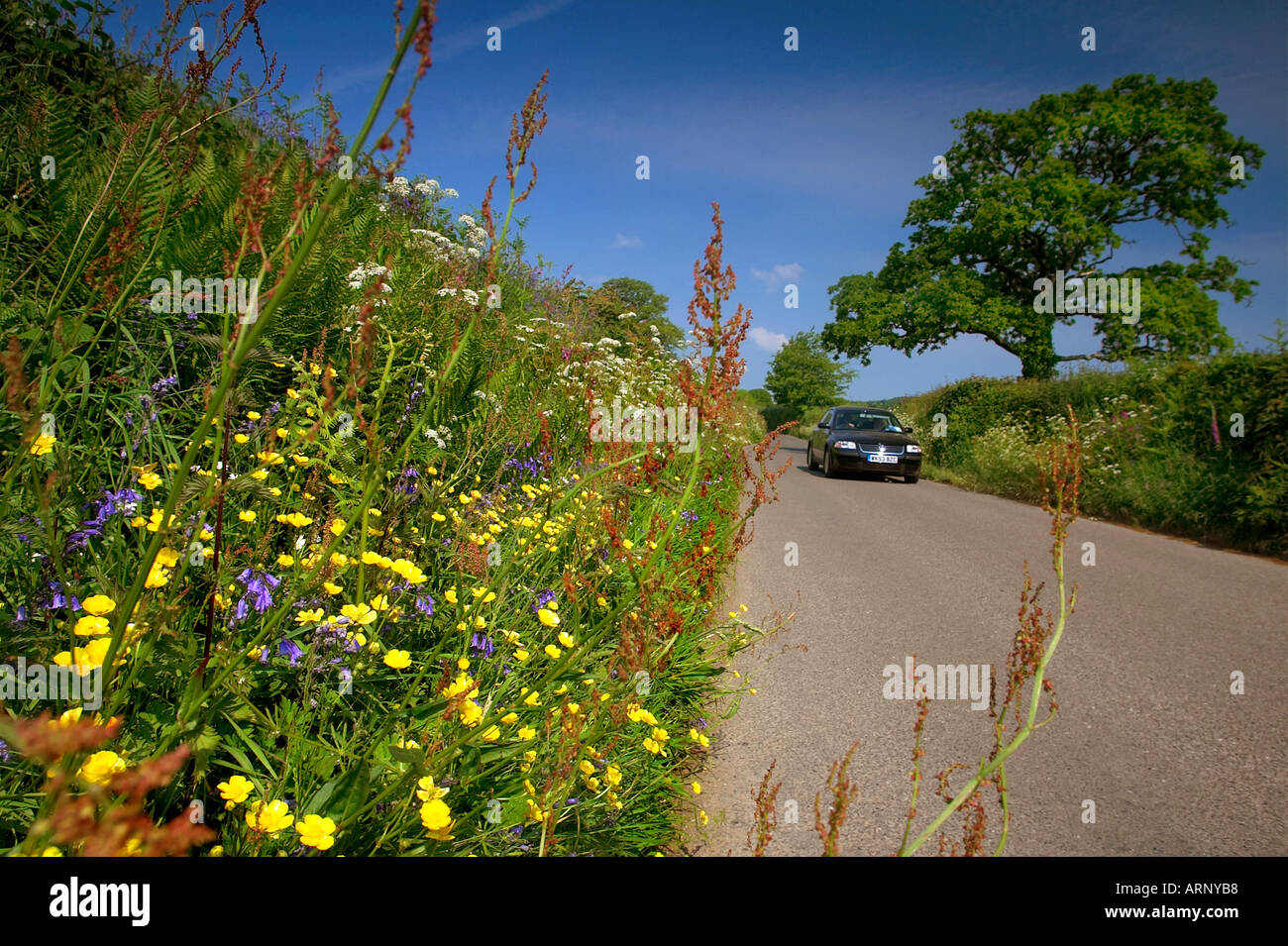 Wildblumen entlang einer Landstraße in Cornwall UK Stockfoto