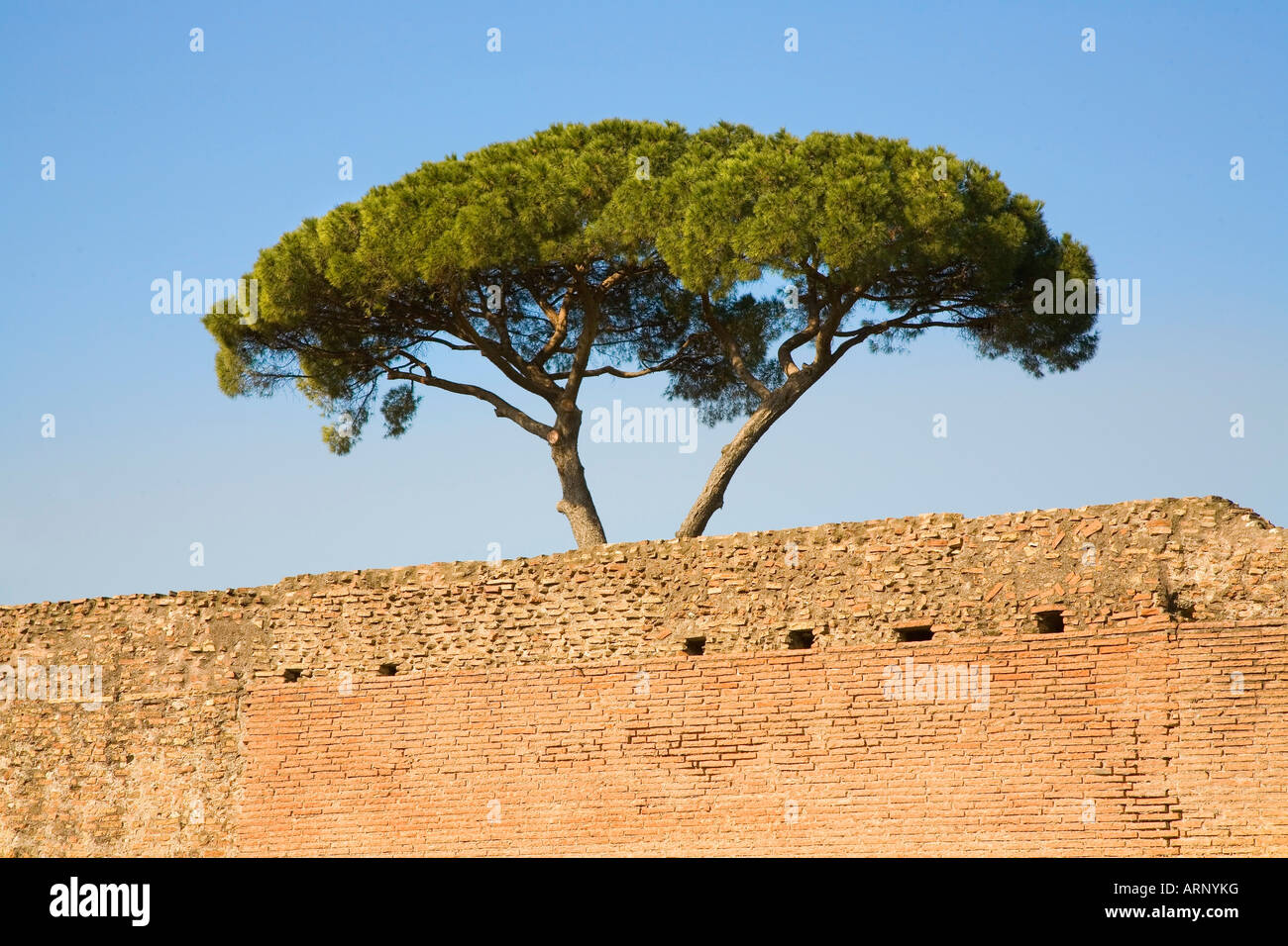 Zirbenholz Baum über römische Ziegel Wand Palatino Rom Italien blauen Himmel Stockfoto