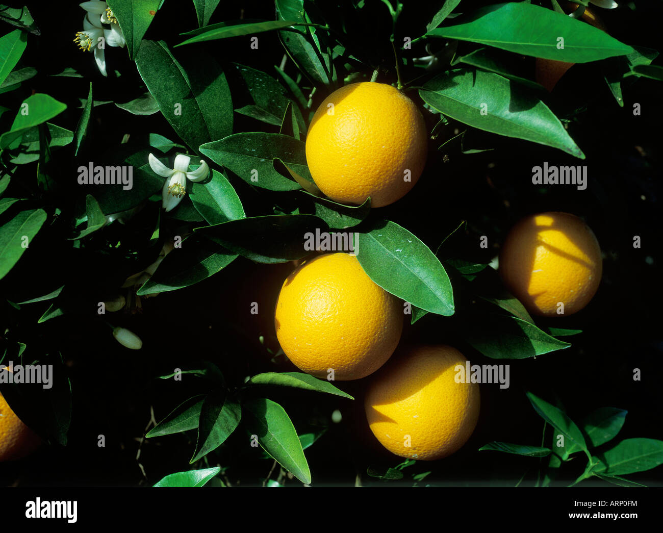 USA, California, Valencia Orangen auf einem Baum Stockfoto