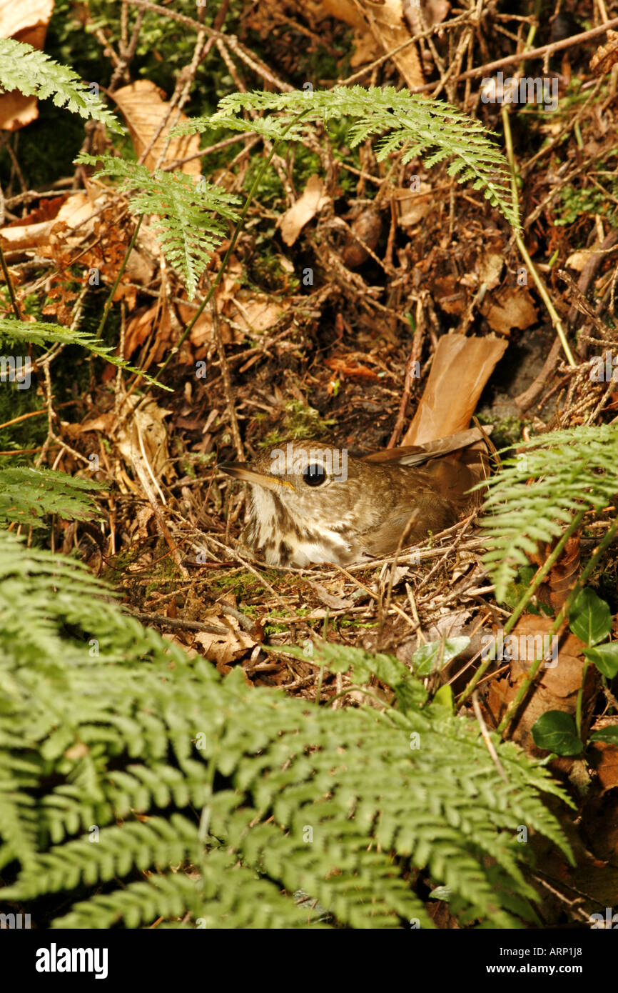 Einsiedler Thrush Inkubation von Eiern im Nest vertikal Stockfoto