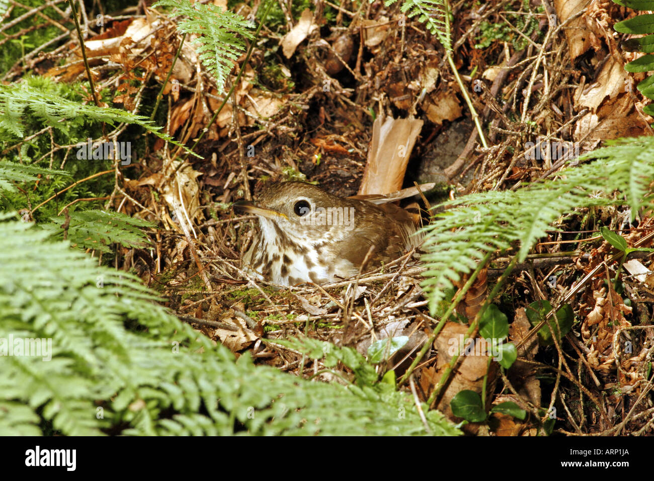 Einsiedler Thrush Inkubation von Eiern im Nest Stockfoto