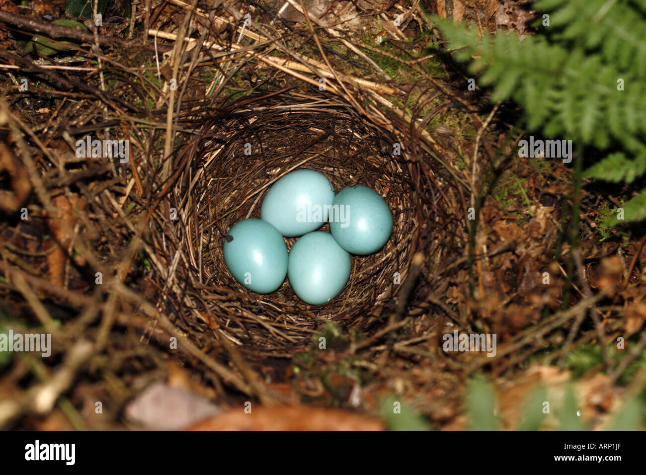 Einsiedler Thrush Nest mit vier blauen Eiern Stockfoto