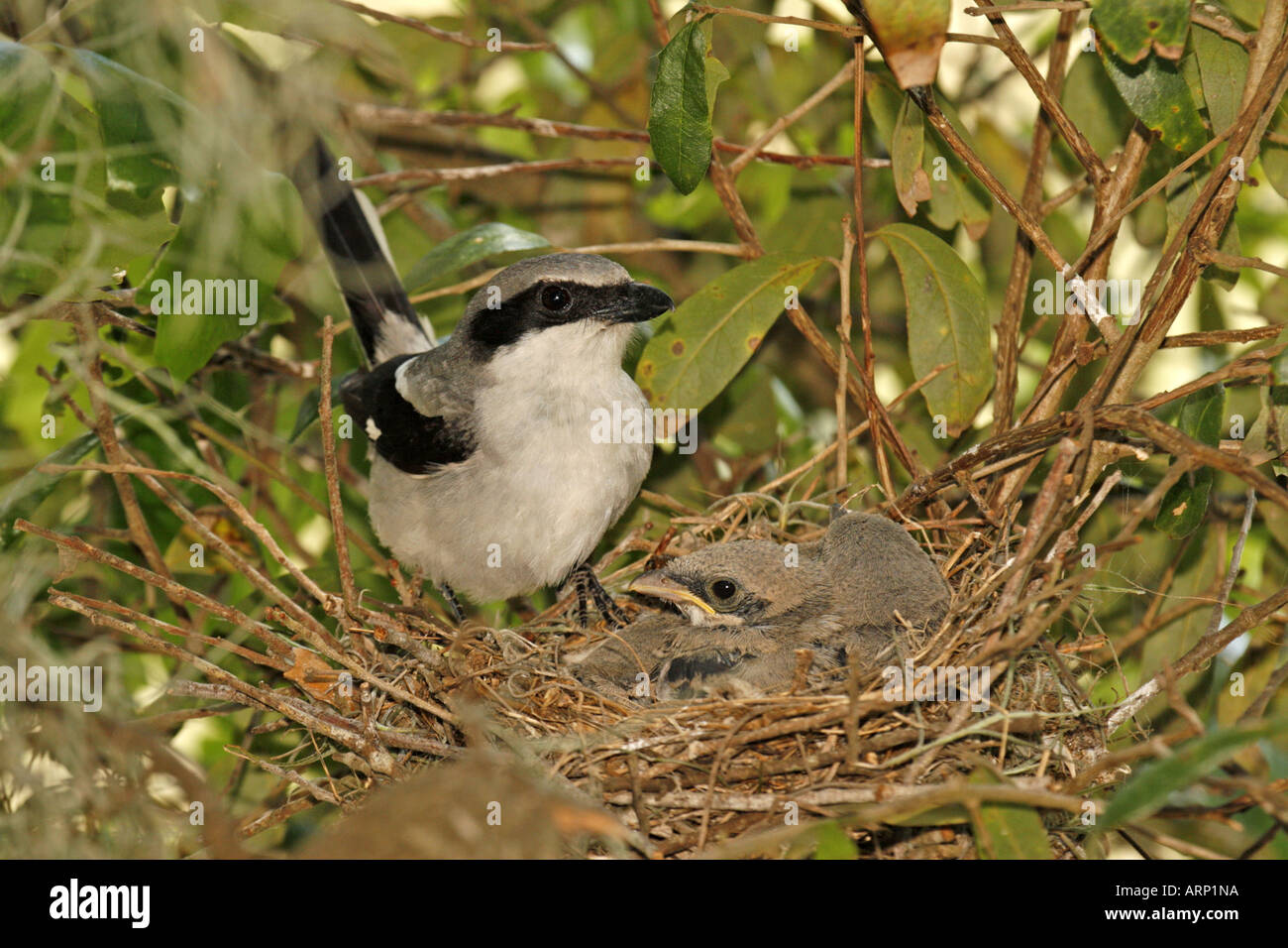 Unechte Shrike mit Küken im Nest Stockfoto
