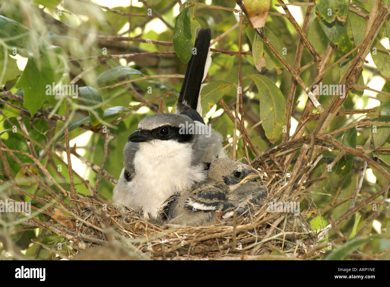 Unechte Shrike mit Küken im Nest Stockfoto