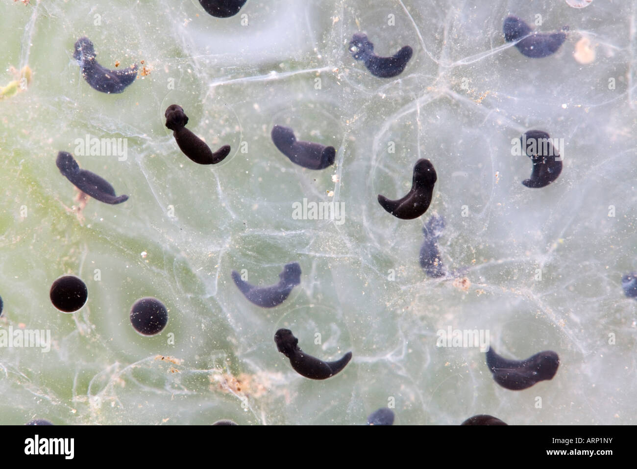 Grasfrosch Rana Temporaria Kaulquappen entwickeln nur Laichen Stockfoto