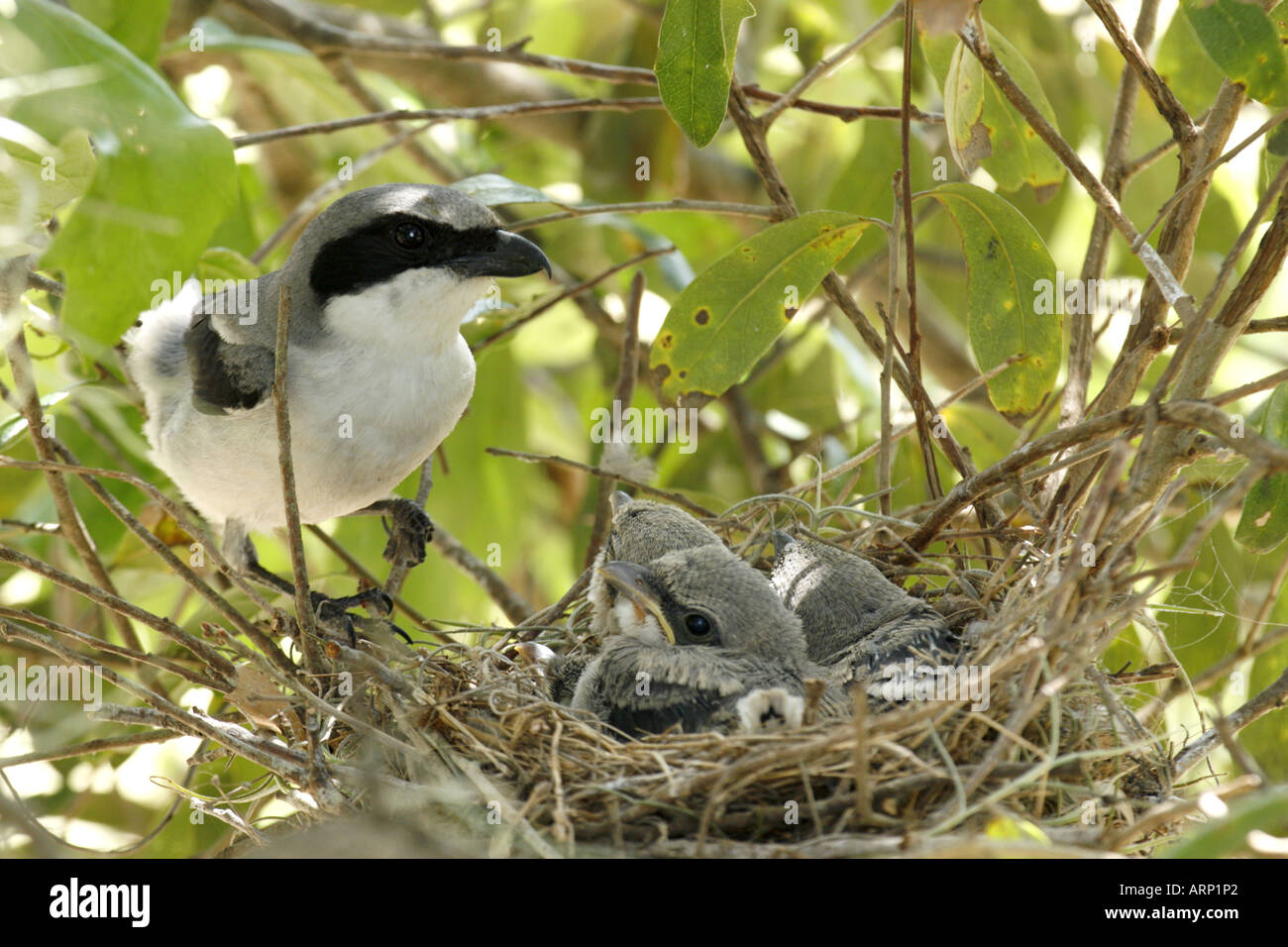 Unechte Shrike mit Küken im Nest Stockfoto