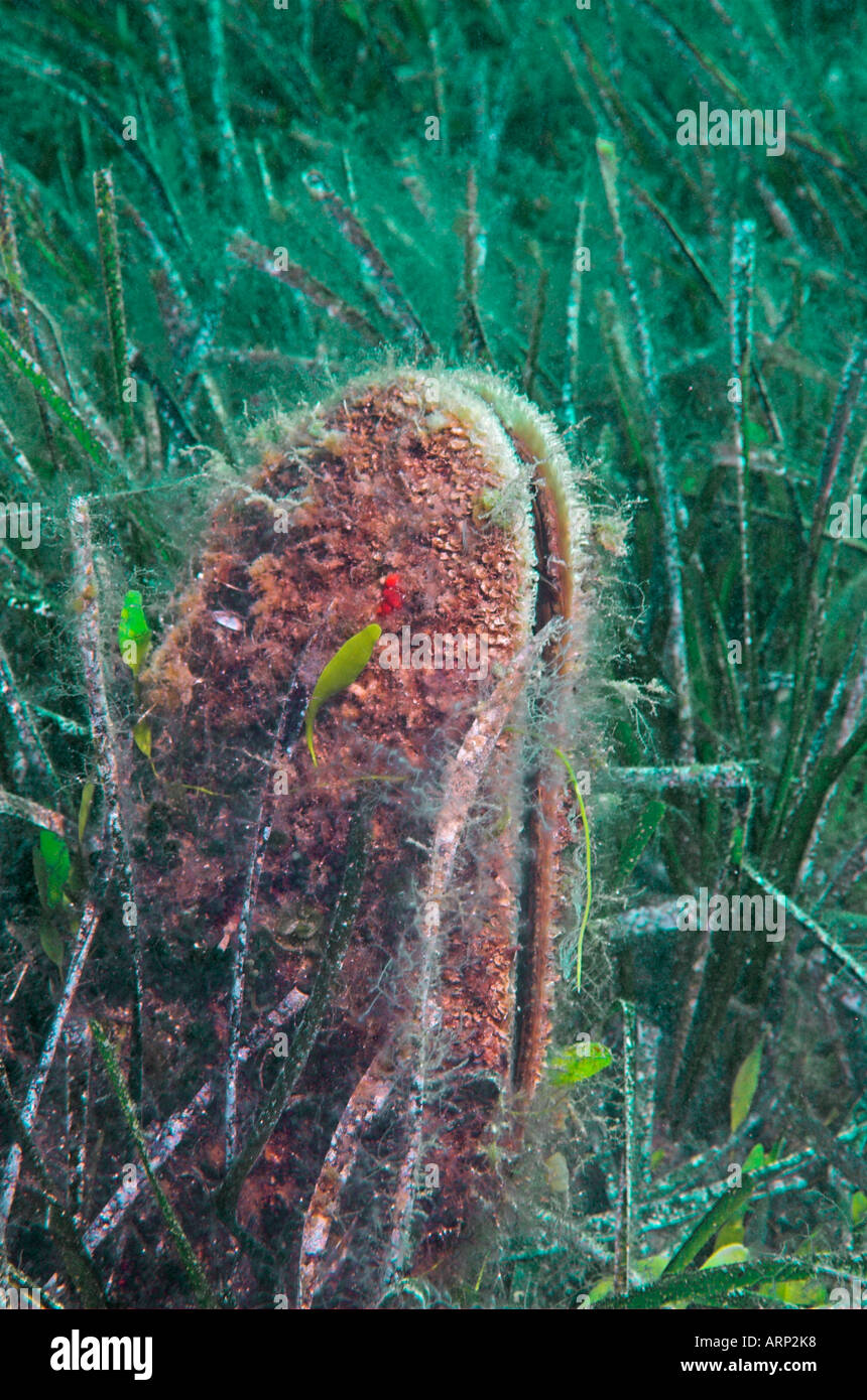 [Edle Steckmuschel] Muschel Pinna Nobilis in marine blühende Pflanze Posidonia-Wiese Stockfoto