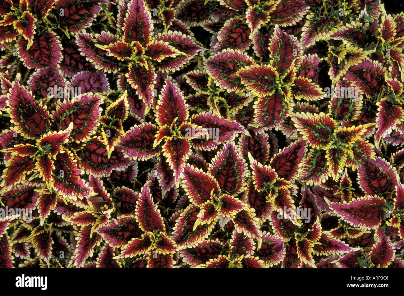 Abstrakte Muster gebildet von den Blättern eine coleus Stockfoto