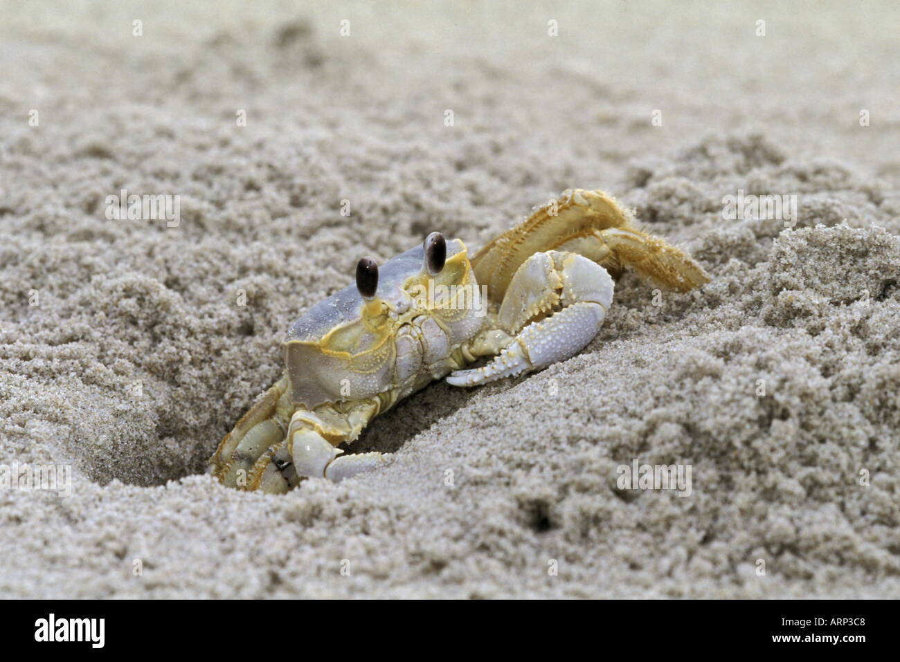 Ghost Krabben von den Stränden von North Carolina Stockfoto