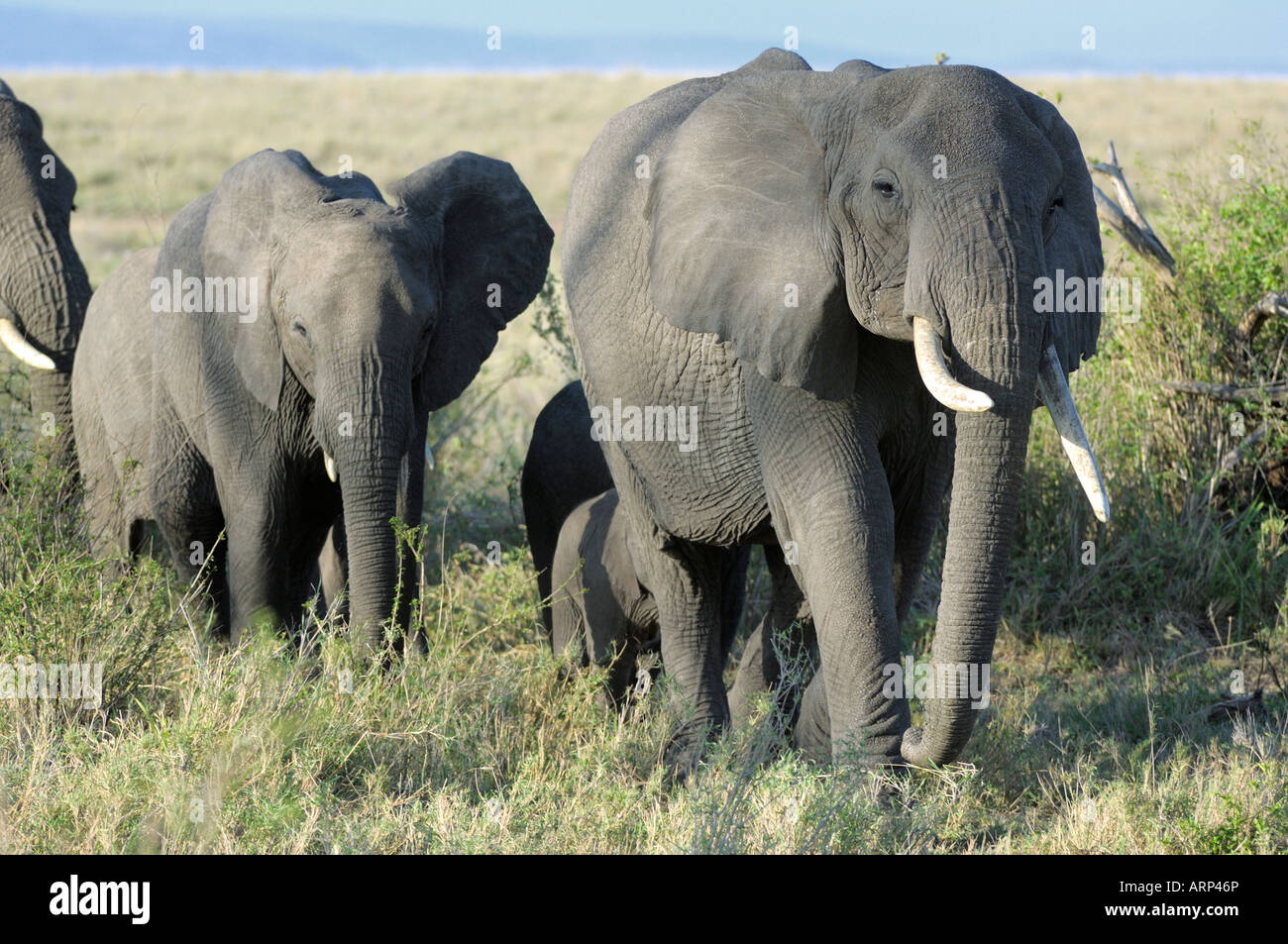 Elefant, Herde ein Elefant im Morgenlicht, Serengeti, Tansania Stockfoto