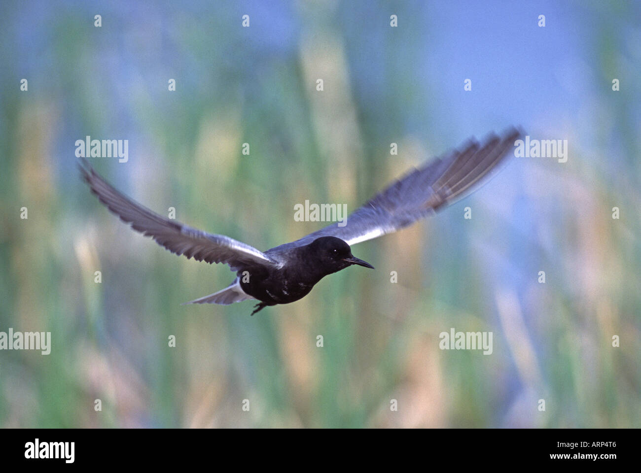 Schwarzen Tern im Flug Stockfoto