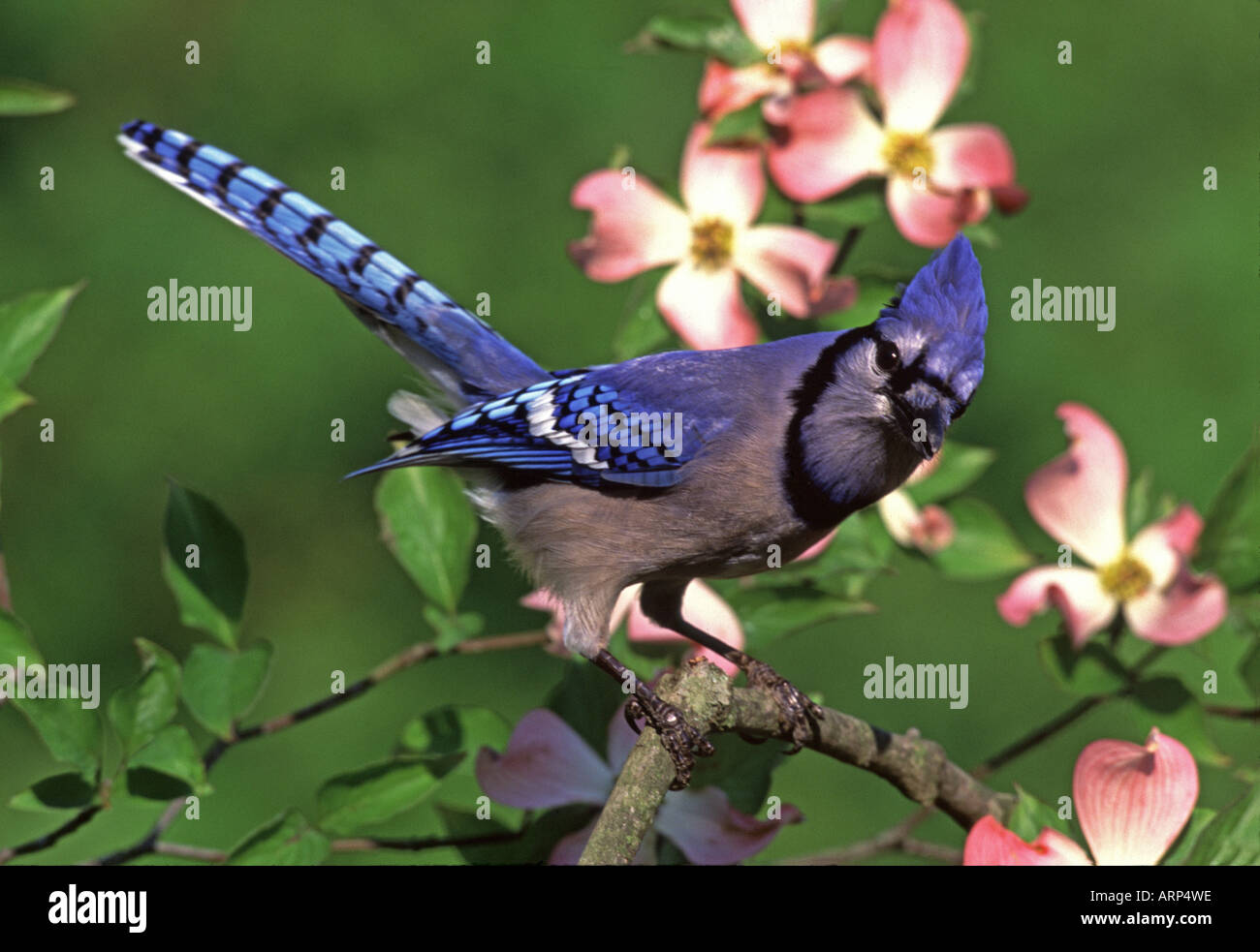 Blue Jay thront im Hartriegel Blüten Stockfoto