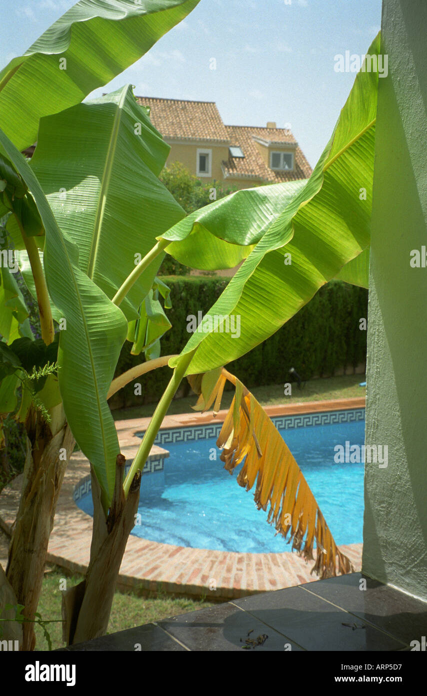 Blick aus dem Fenster mit grünen Bananenblättern im Vordergrund, Schwimmbad dahinter und Haus in der Ferne. La Manga, Murcia, Spanien. Stockfoto