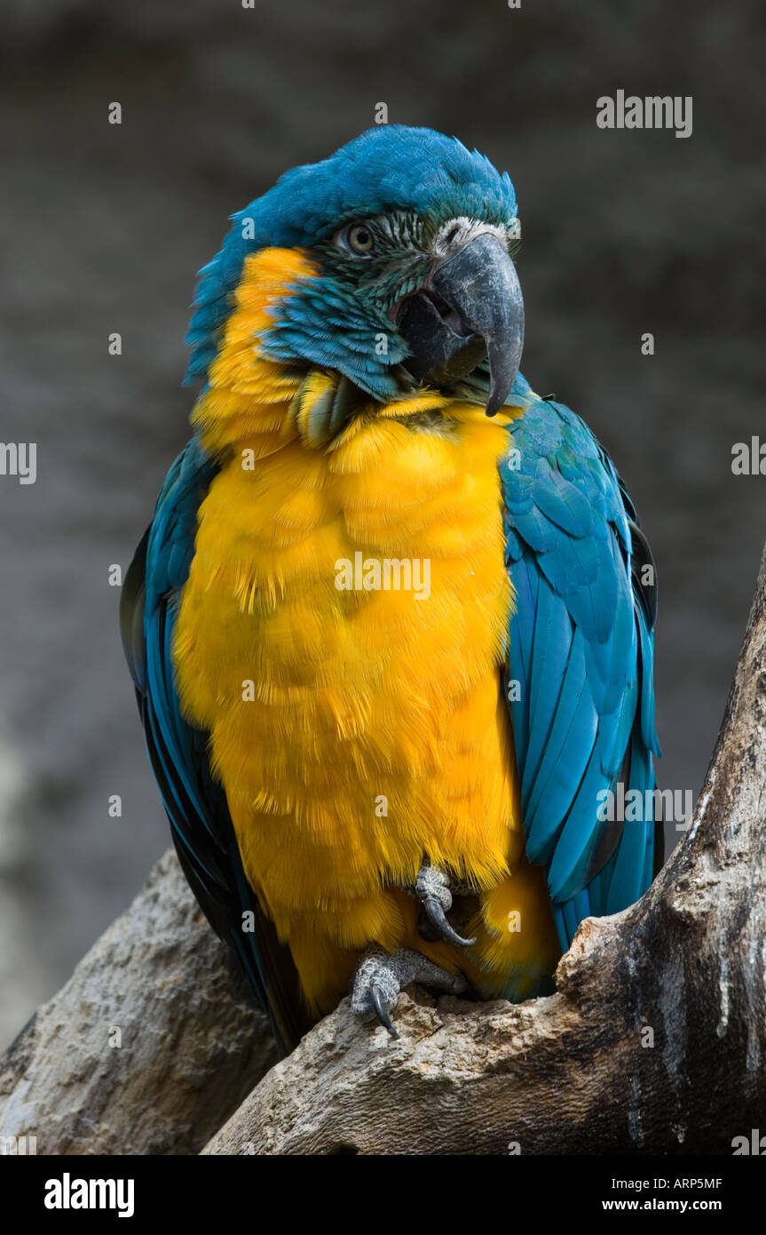blauer throated macaw Stockfoto