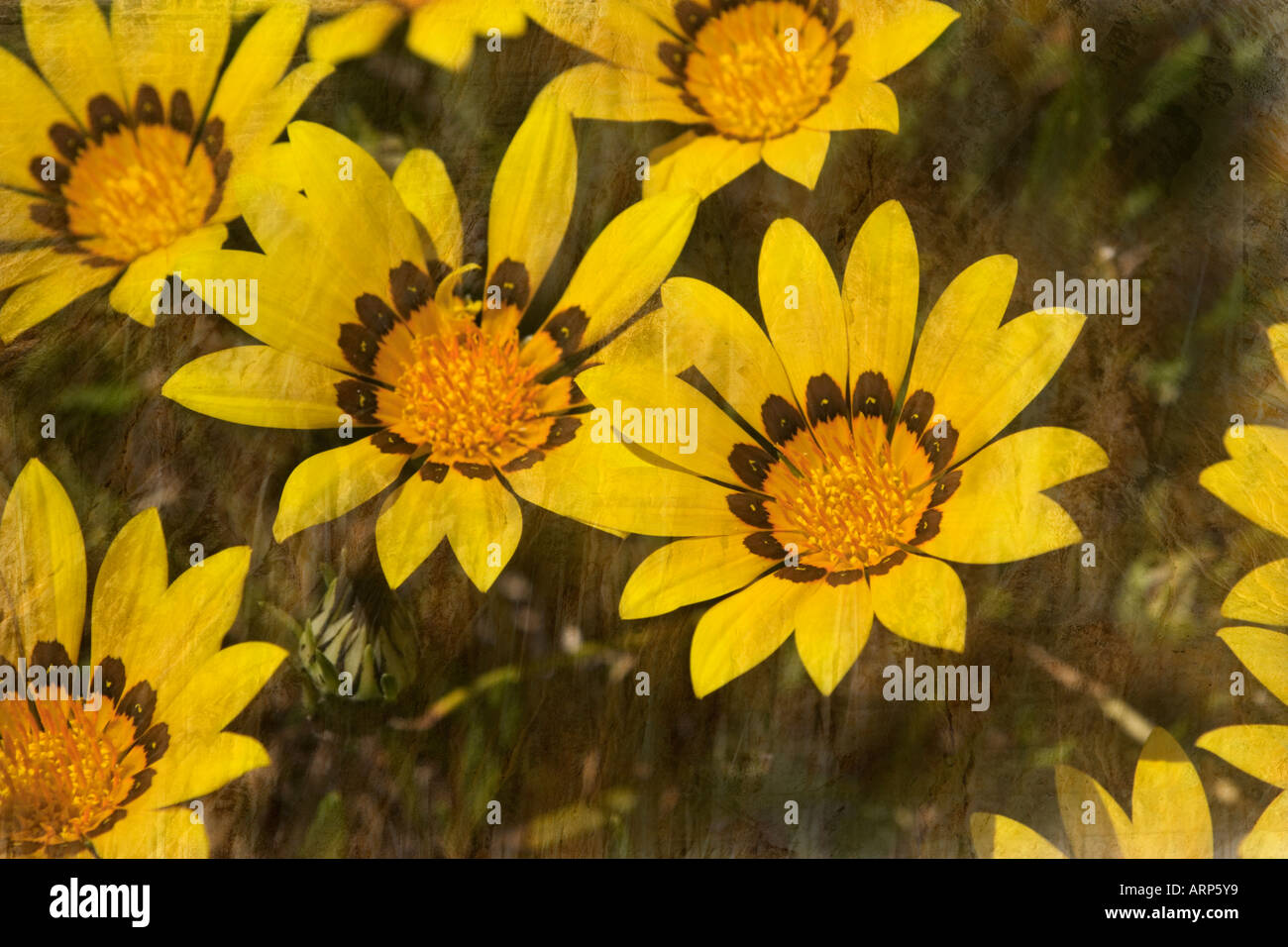 Blume Lilie gelb dunkel Patch Hintergrund grunge Stockfoto