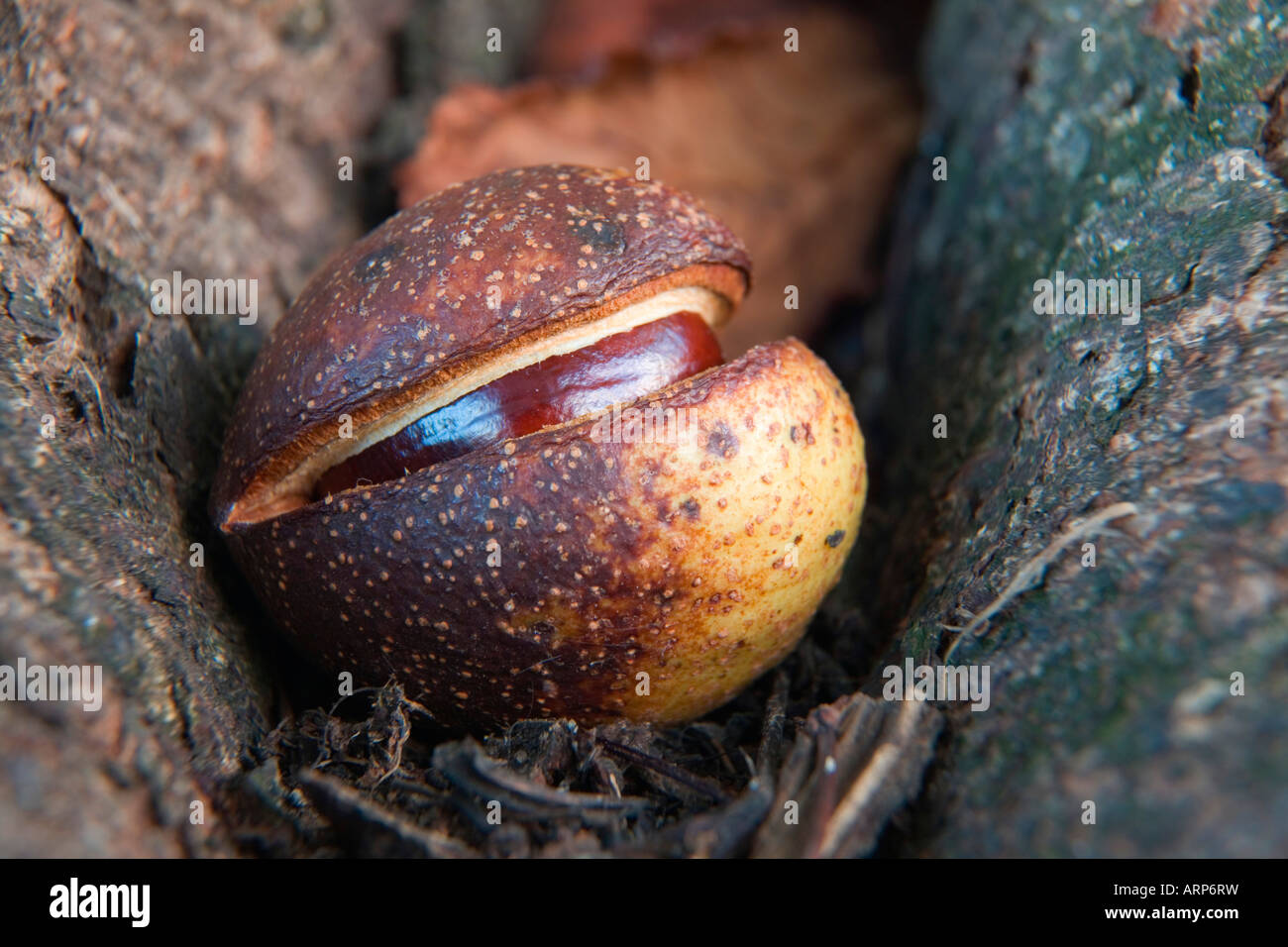 Conker oder Rosskastanie Aesculus hippocrastanum Stockfoto