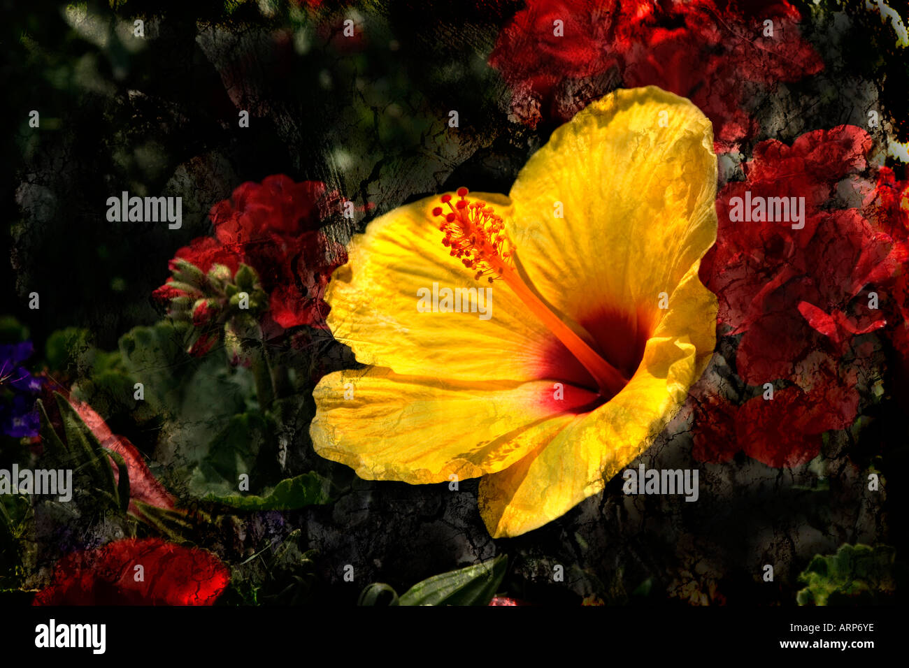 Gelbe Blume Grunge-Effekt Stockfoto