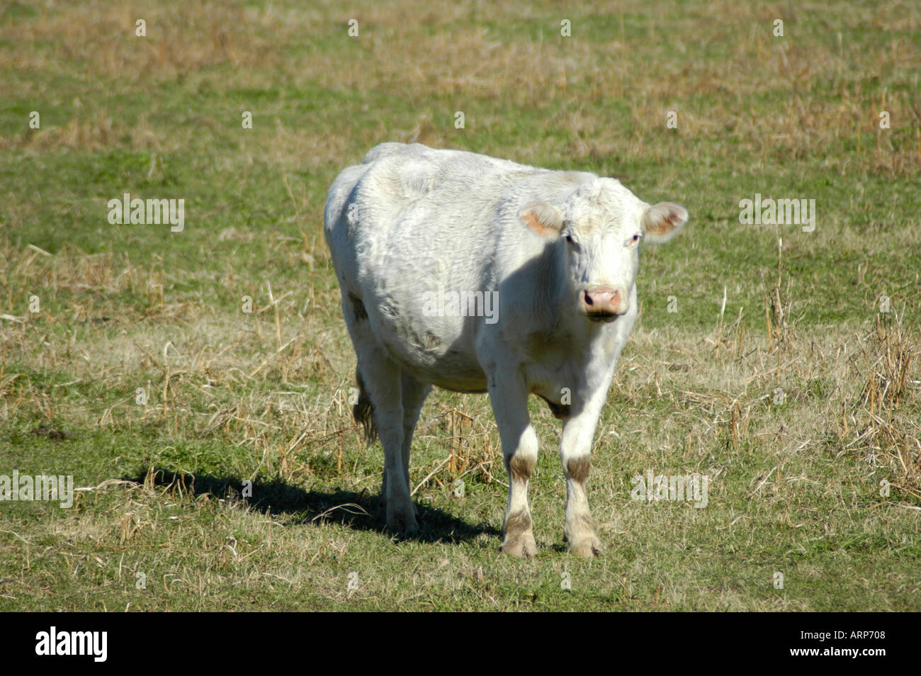 Weiße Rinder im Norden Georgiens Hügeln der USA Stockfoto