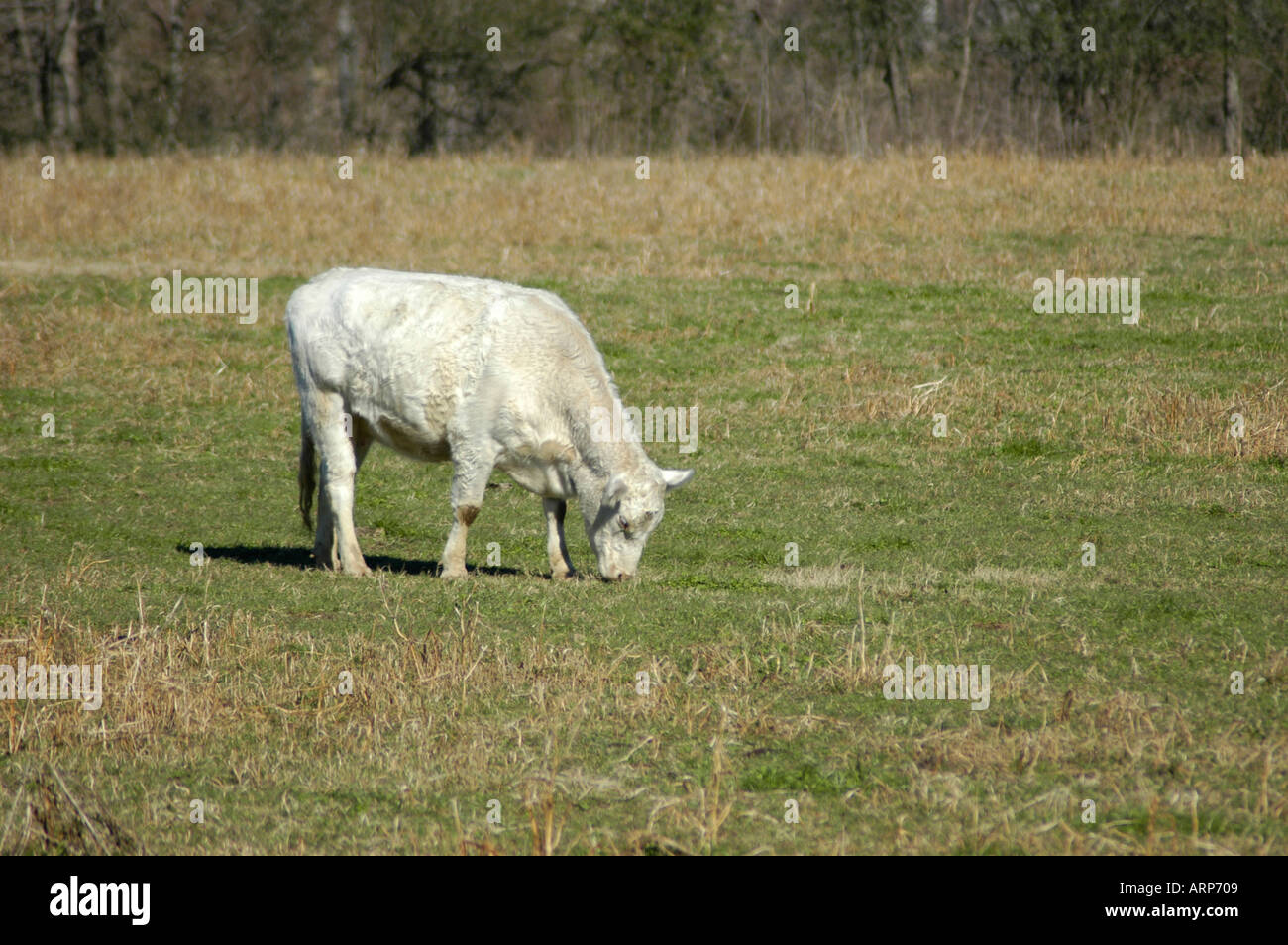 Weiße Rinder im Norden Georgiens Hügeln der USA Stockfoto