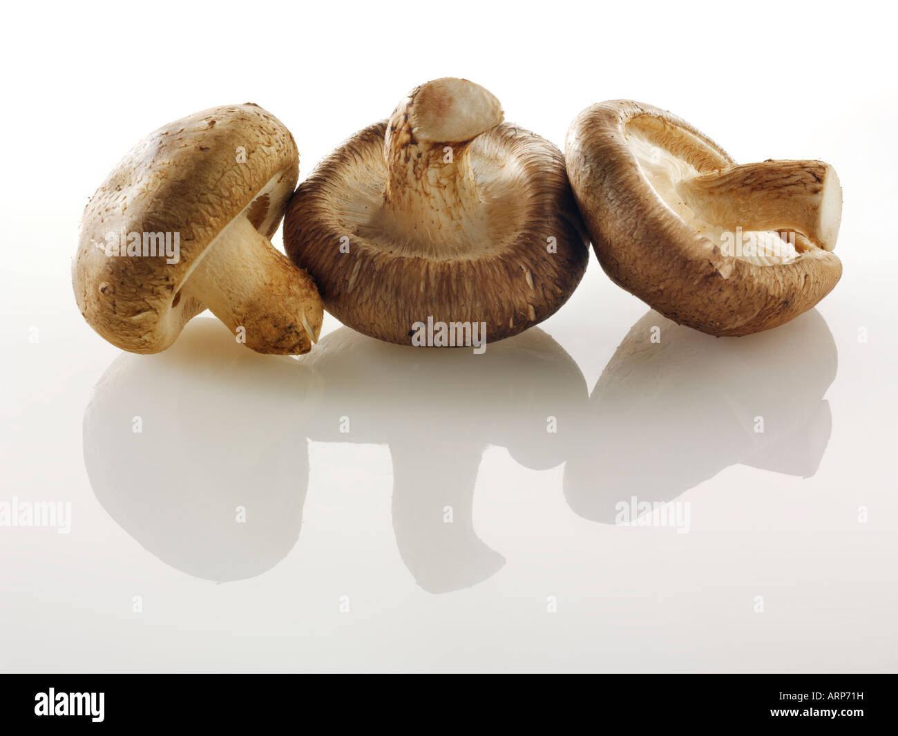 Frische Shiitake-Pilze Stockfoto