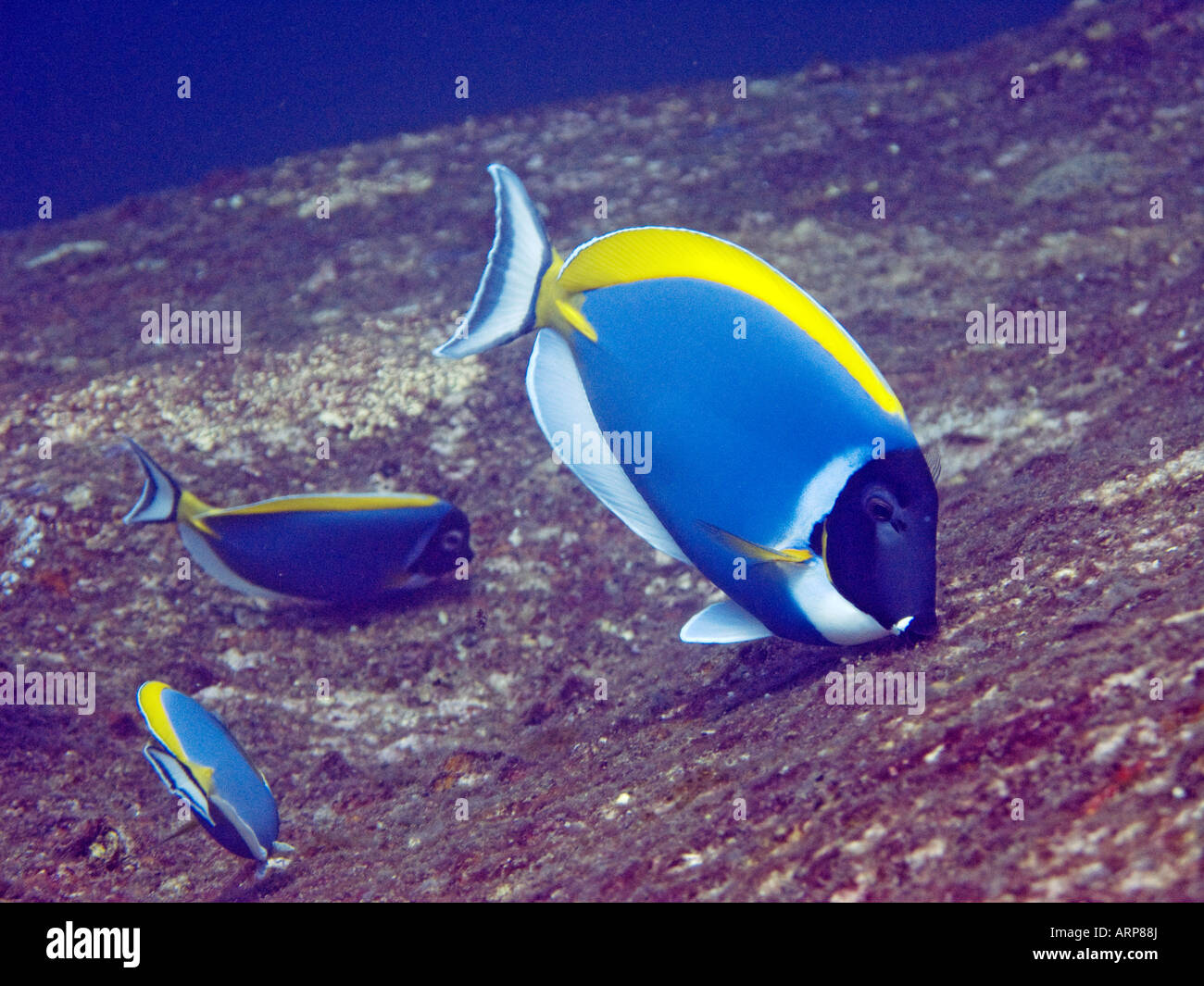 Powderblue Doktorfisch Acanthurus Leucosternon Fütterung auf Felsen Januar 2008, Similan Inseln, Andamanensee, Thailand Stockfoto