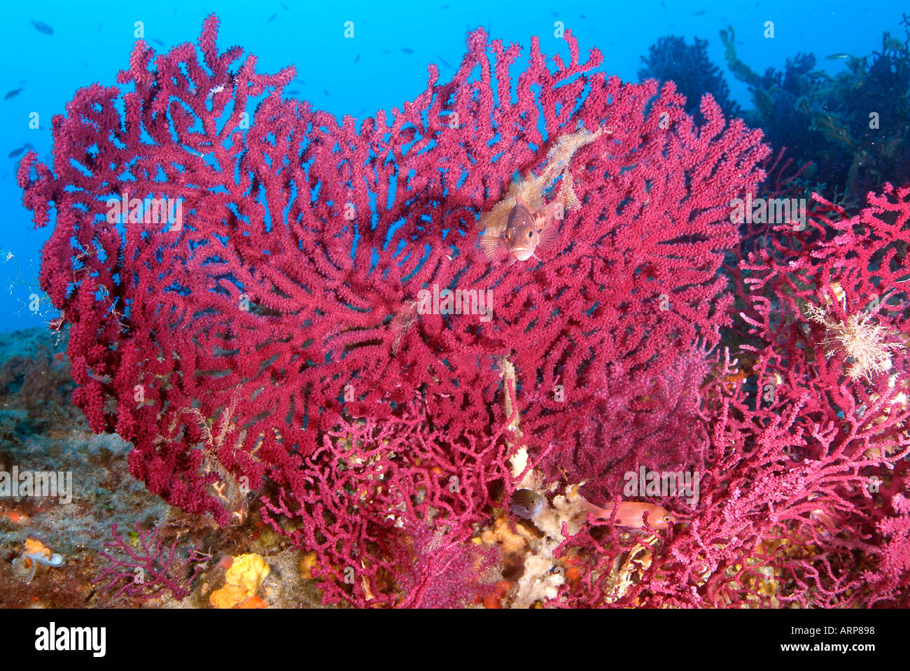 Rote Gorgonien im Mittelmeer Stockfoto