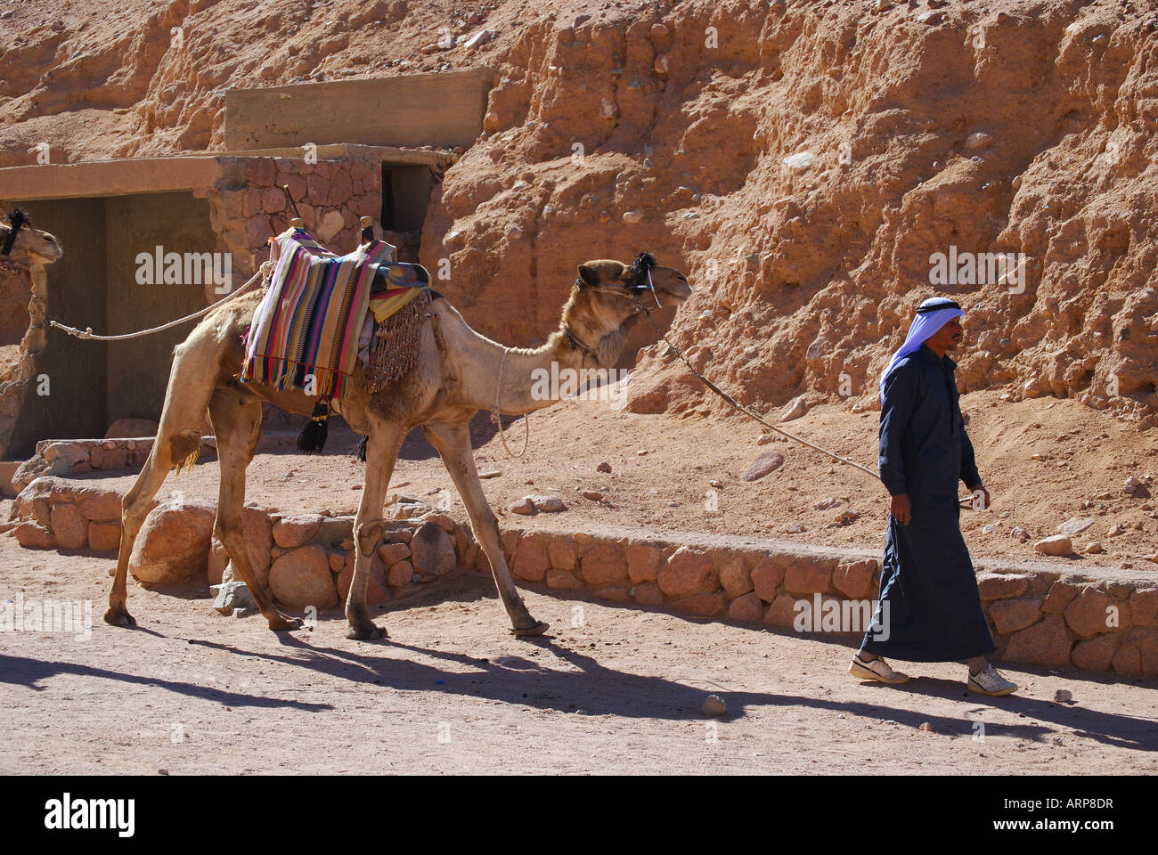 lokale arabische Mann führenden Kamele, St. Catherines Kloster, Sinai-Halbinsel, Ägypten Stockfoto