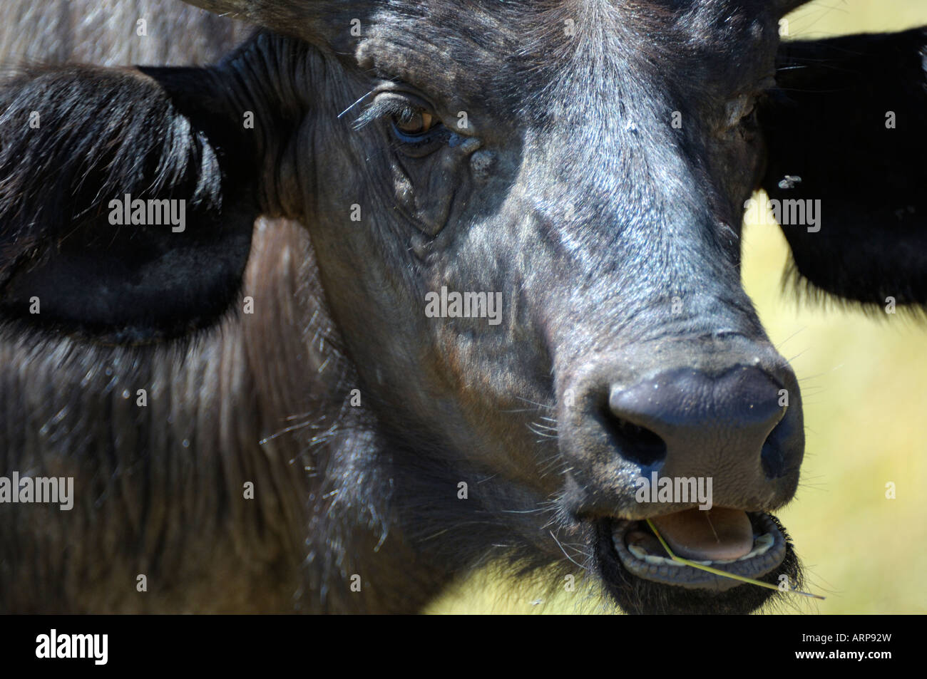 Bawol afrykanski -Fotos und -Bildmaterial in hoher Auflösung – Alamy
