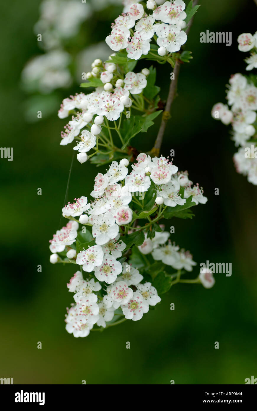 Blumen der Weißdorn (Crataegus Monogyna) Stockfoto