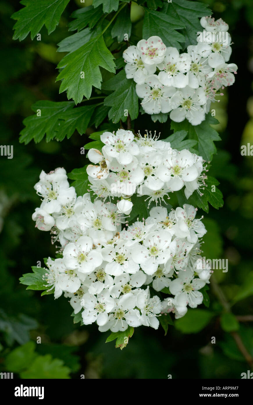 Blumen der Weißdorn (Crataegus Monogyna) Stockfoto